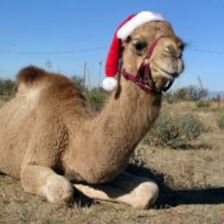 Christmas is Coming….On Camels